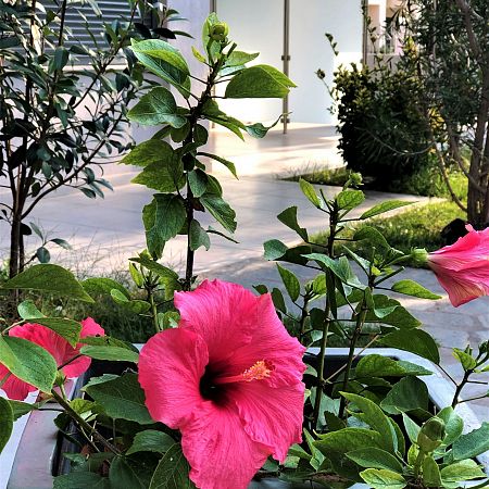 Alexanika Apartments General View